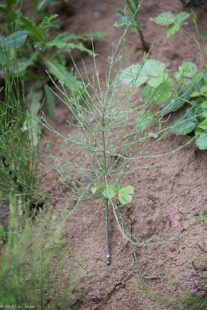 Photographie Plante