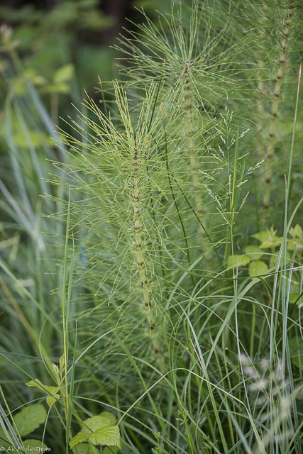 Photographie Plante