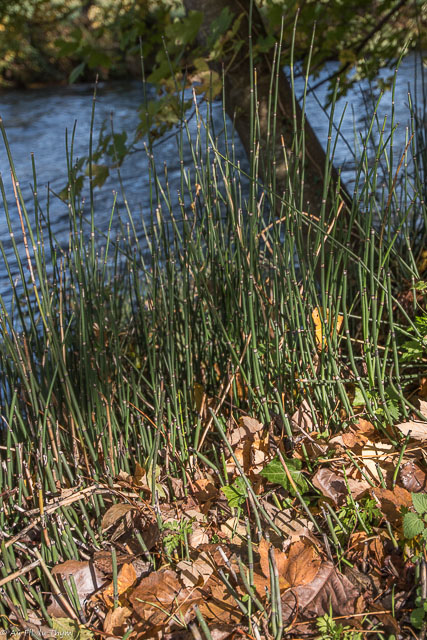 Photographie Plante