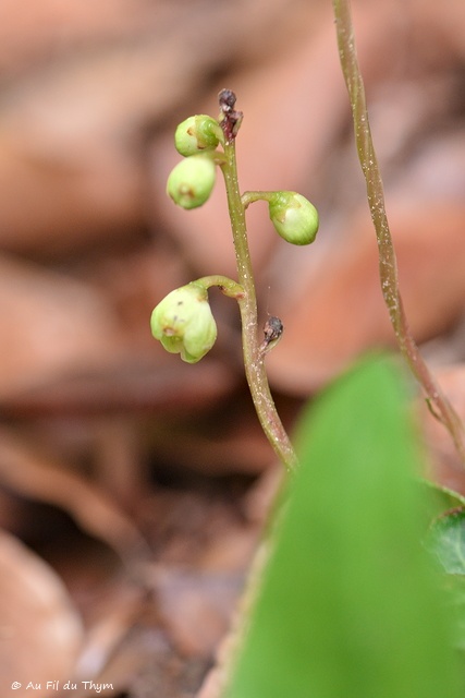 Photographie Plante