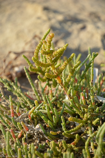 Photographie Plante
