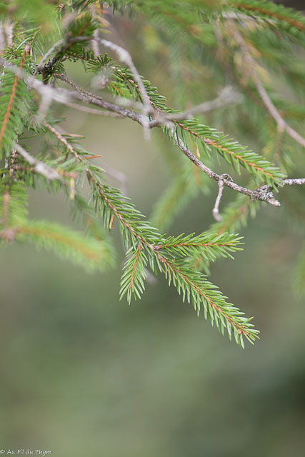 Photographie Plante