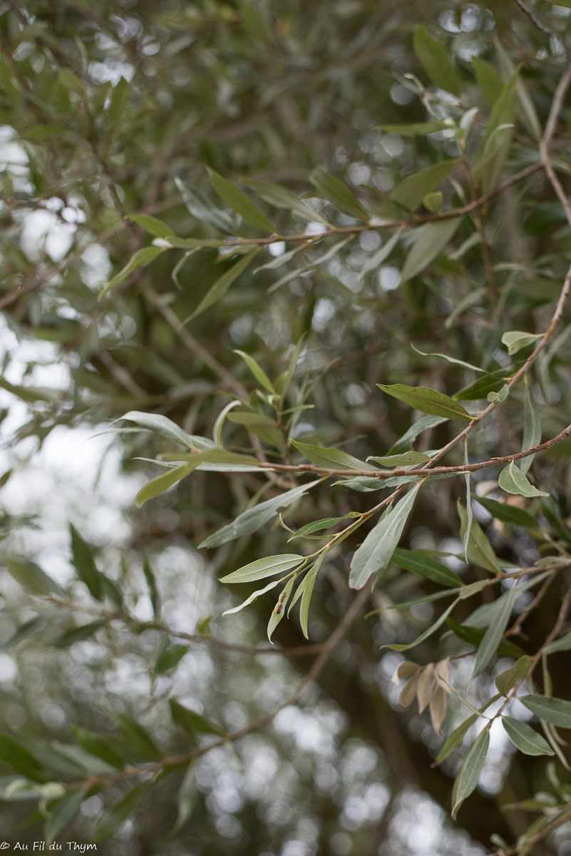 Photographie Plante