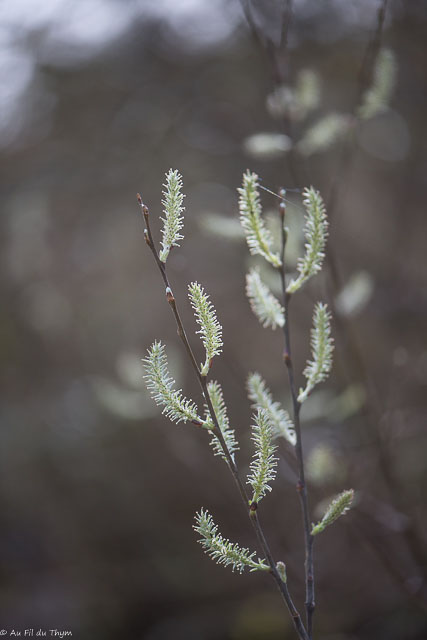 Photographie Plante