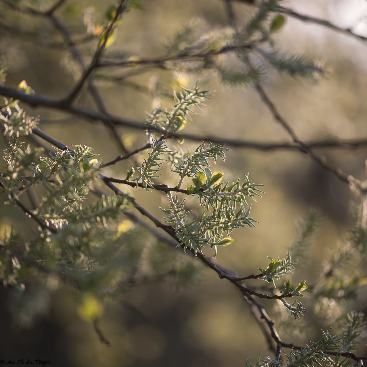 Photographie Plante