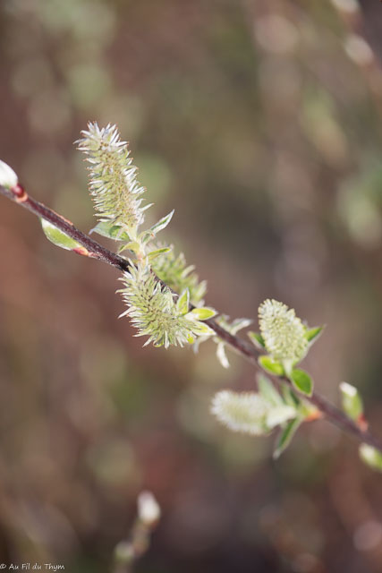 Photographie Plante