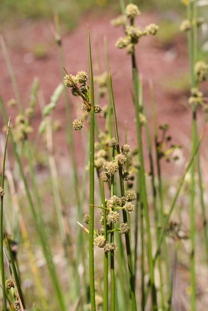 Photographie Plante