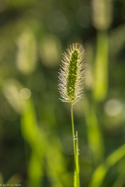 Photographie Plante