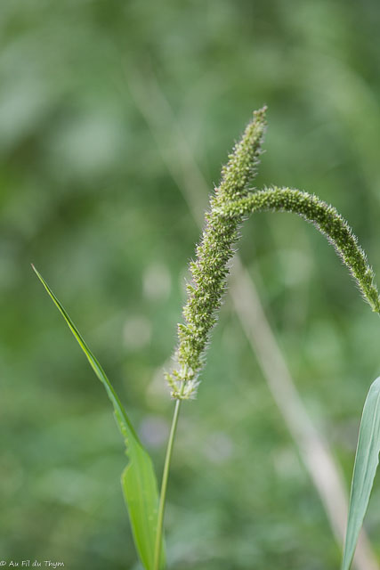 Photographie Plante