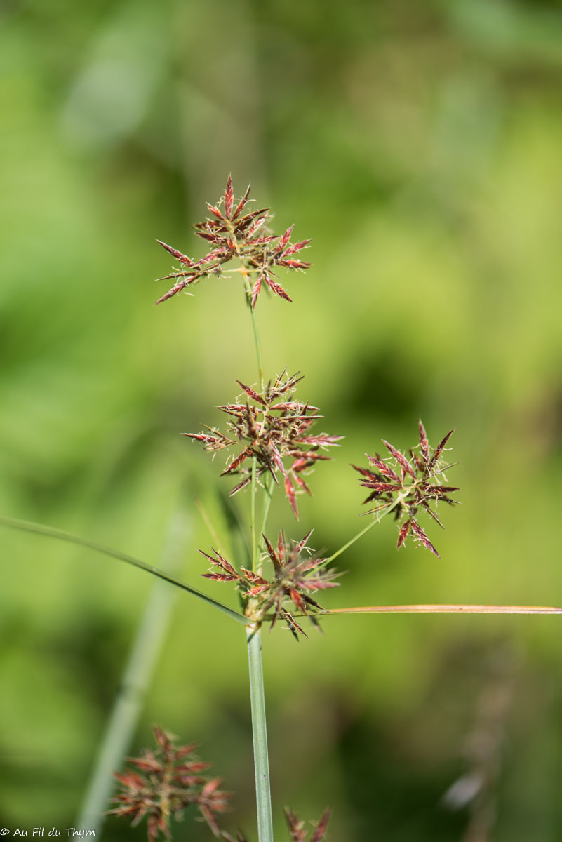 Photographie Plante