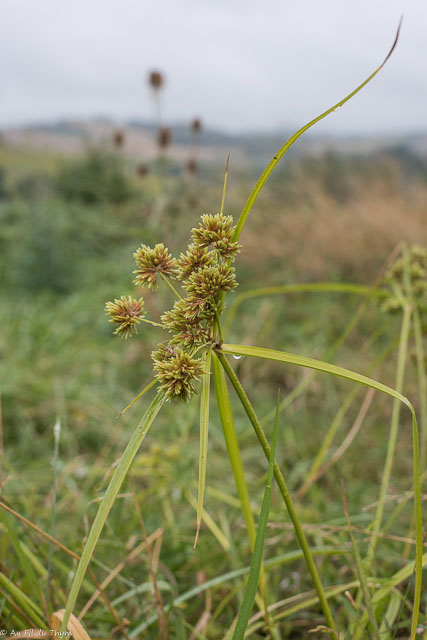 Photographie Plante