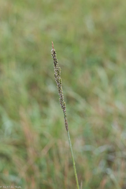 Photographie Plante