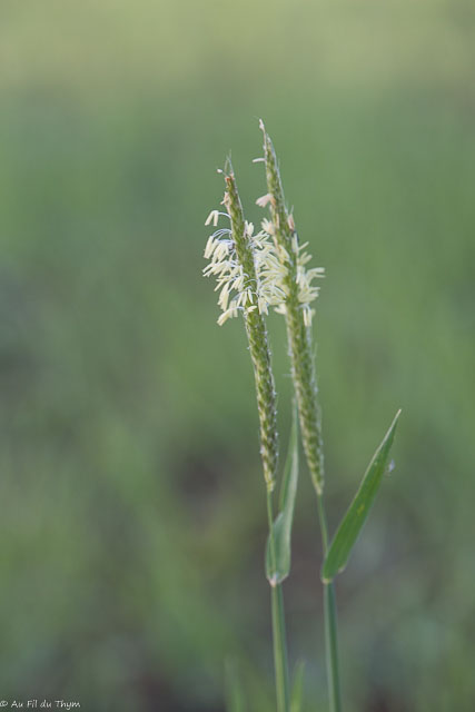 Photographie Plante