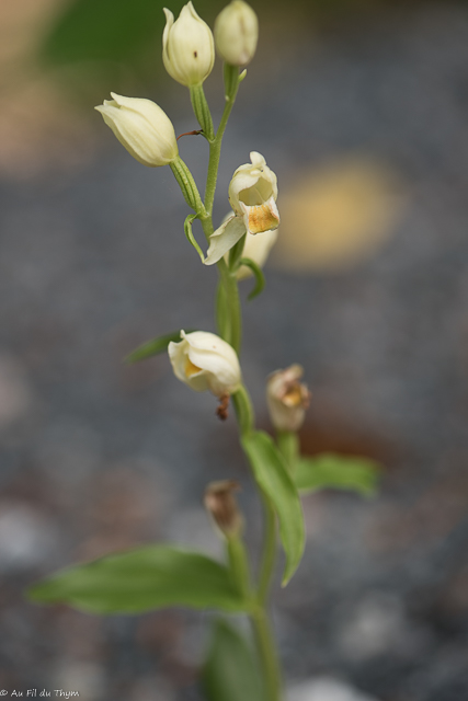  Céphalanthère de damas 