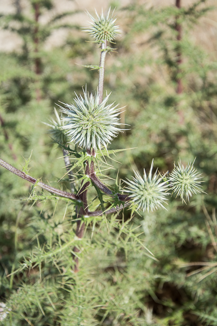  Echinops spinosissimus 