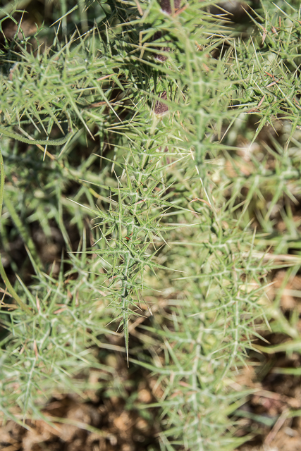  Echinops spinosissimus 