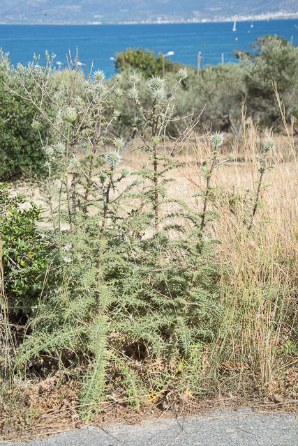  Echinops spinosissimus 