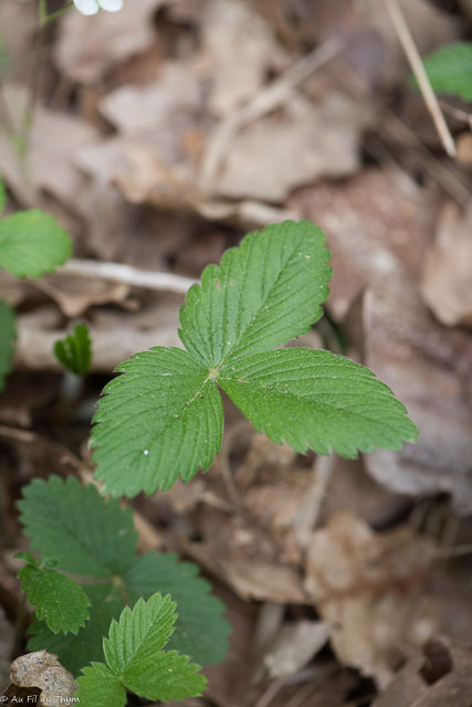  Fraisier des bois 