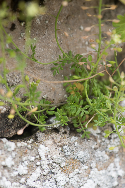  Hutchinsie des rochers 