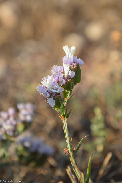  Limonium à feuilles sinuées