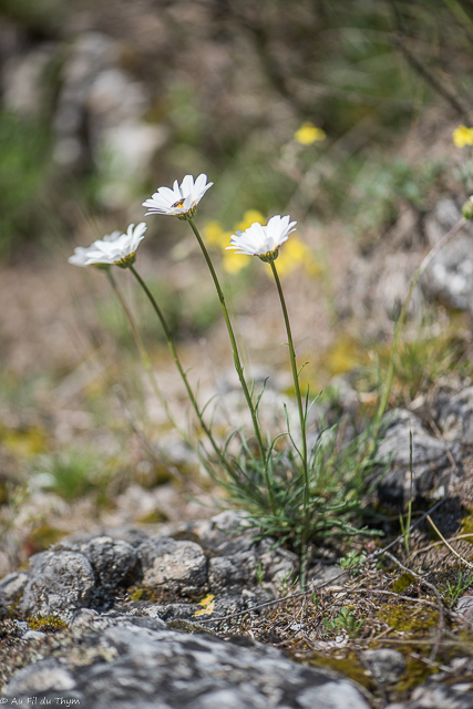  Marguerite à feuilles de graminées 