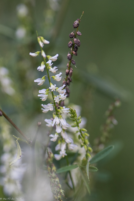  Mélilot blanc 