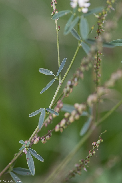  Mélilot blanc 