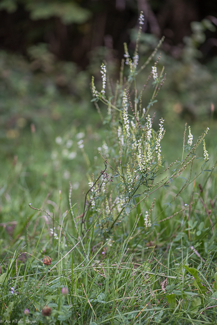  Mélilot blanc 