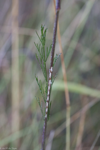  Oenanthe de Lachenal