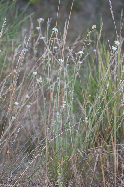  Oenanthe de Lachenal