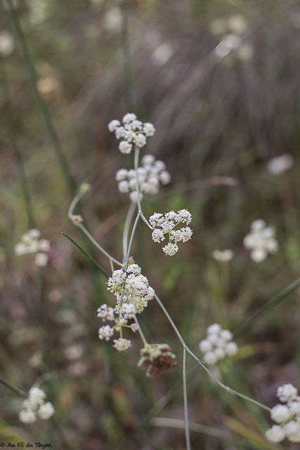  Oenanthe de Lachenal