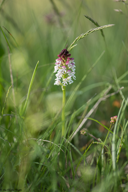  	Orchis brûlé