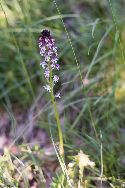  	Orchis brûlé