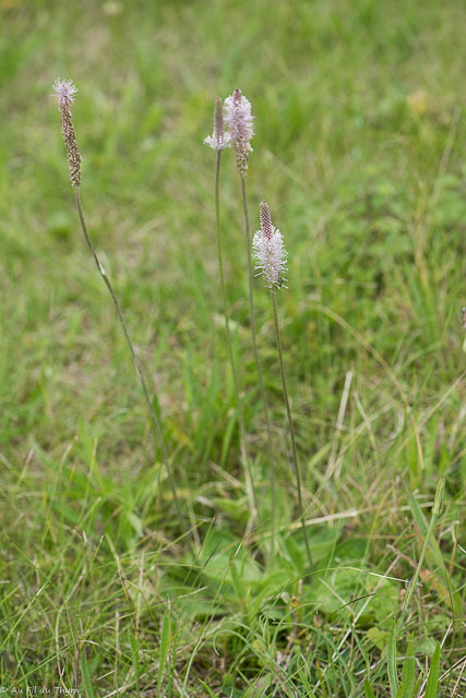  Plantain intermédiaire 