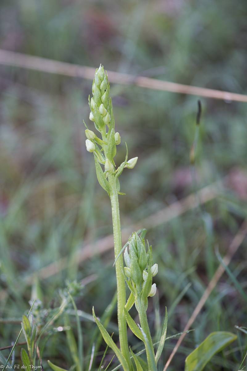  Orchis deux feuilles  