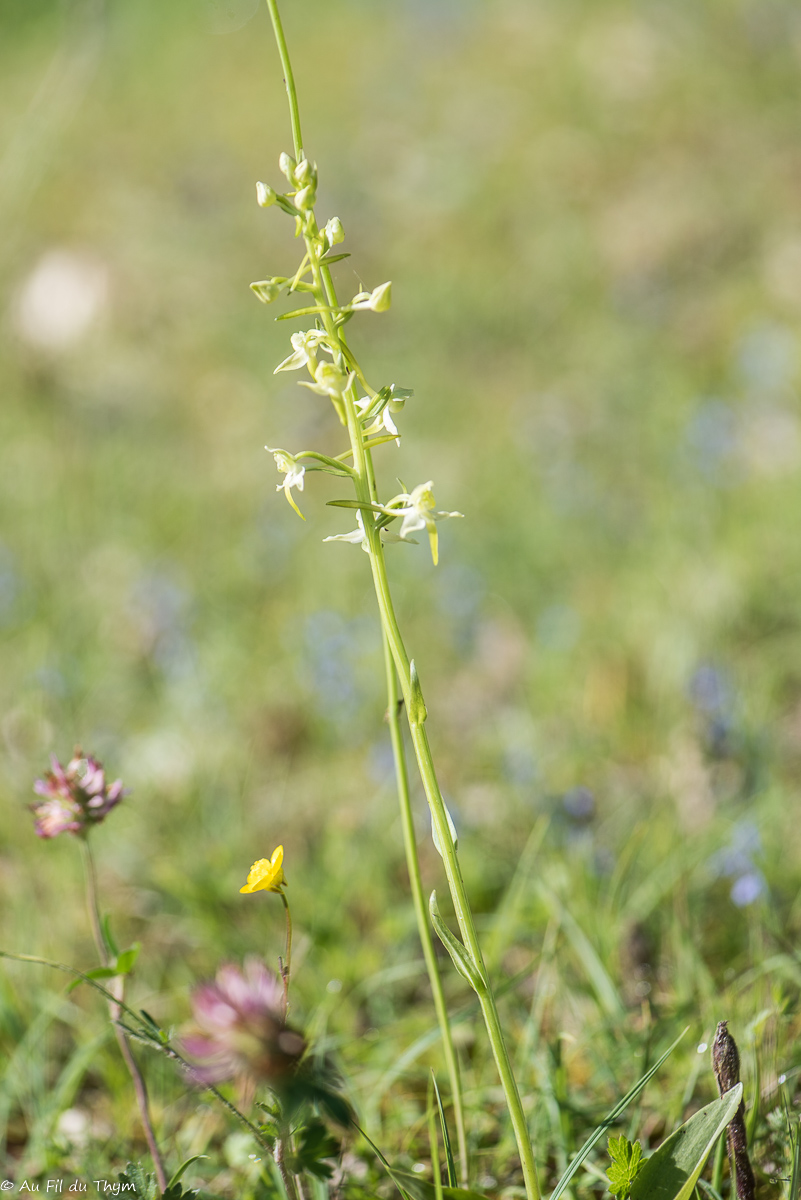  Orchis deux feuilles  