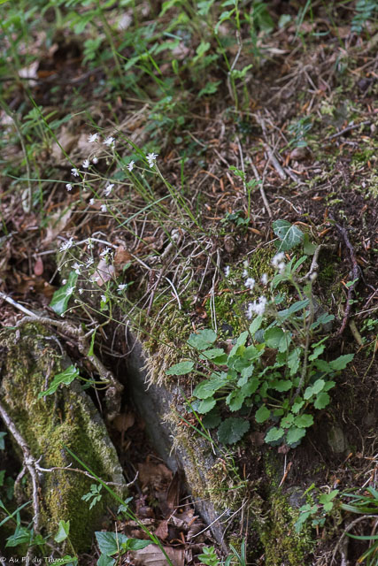  Saxifrage hérissée 