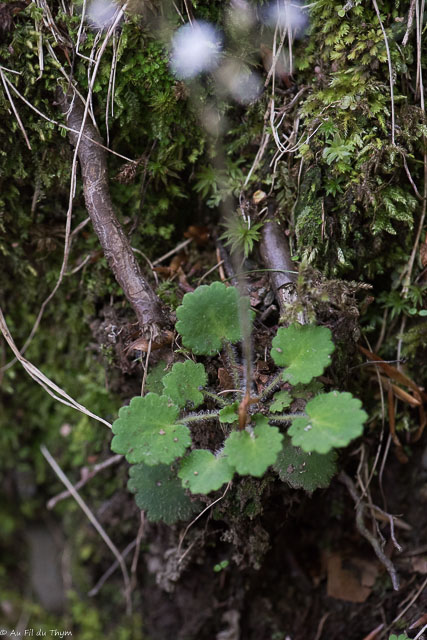  Saxifrage hérissée 