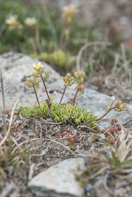  Saxifrage musquee 