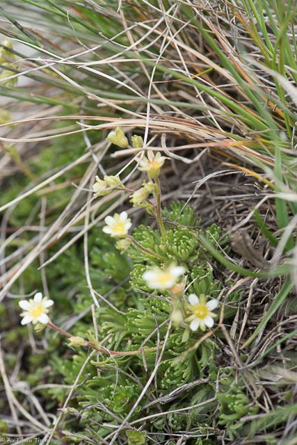  Saxifrage musquee 