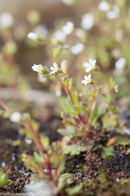  Saxifrage à trois doigts / Perce-pierre