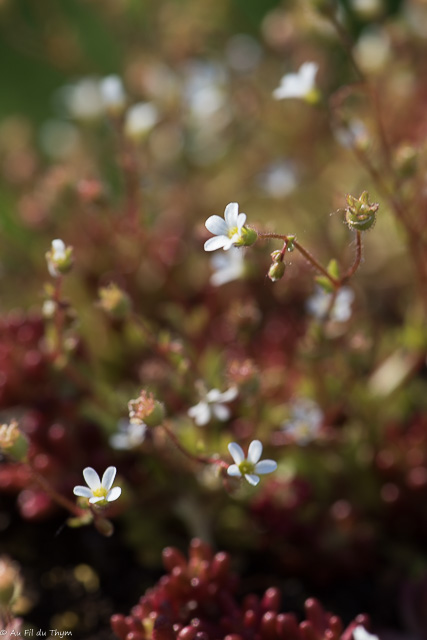  Saxifrage à trois doigts / Perce-pierre