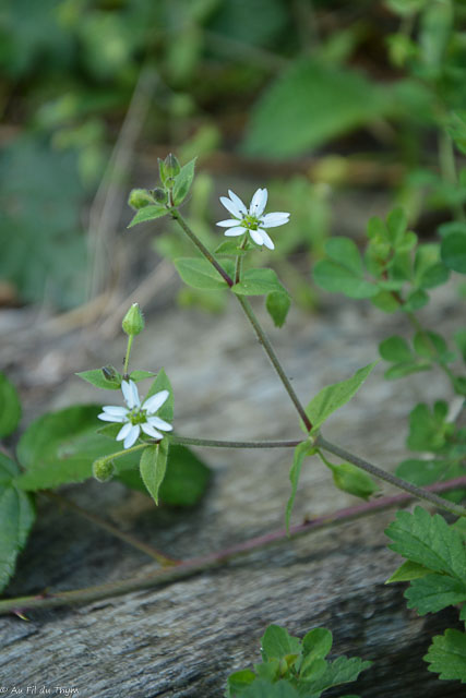  Stellaire Commune  