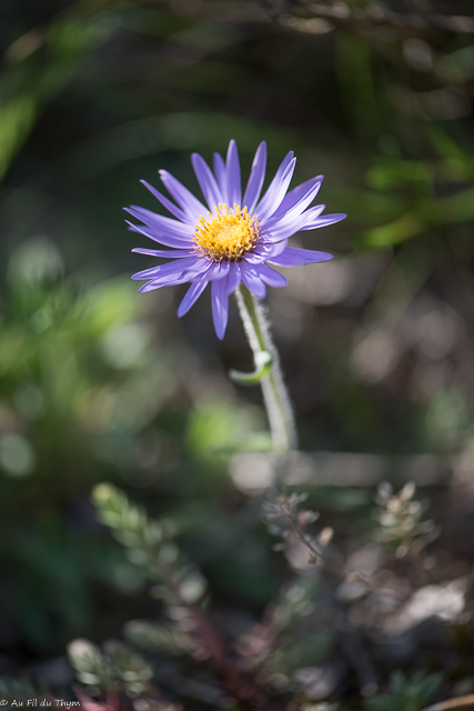  Aster des alpes  