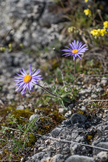  Aster des alpes  