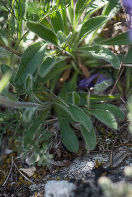  Aster des alpes  