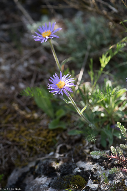  Aster des alpes  