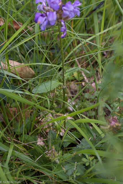  Brunelles à grandes fleurs 