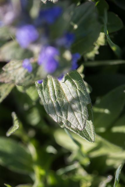  Bugle de Genève 