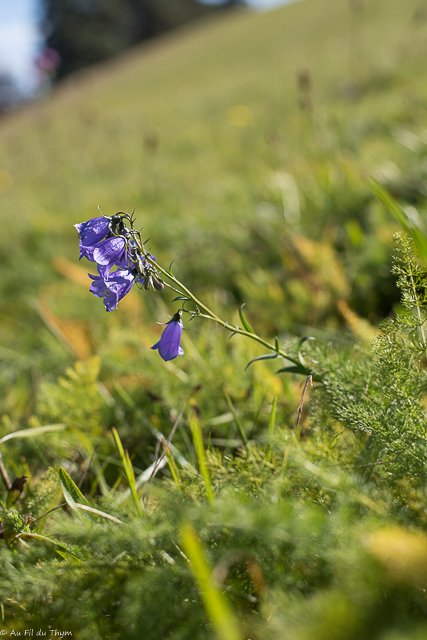  Campanule droite 